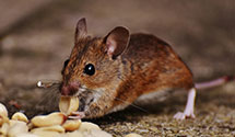 24 Hour & Emergency Exterminators in Cohoctah, MI